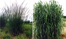 Breeder's Corner - festulolium